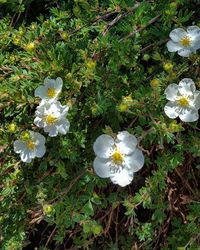 Close-up of white flowers