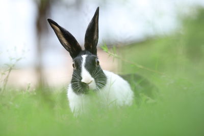 Close-up of a rabbit on field