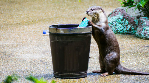 Otter by bucket at zoo