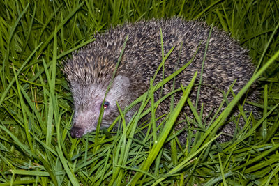 Close-up of an animal on grass