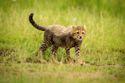 Cheetah cub crosses short grass staring right