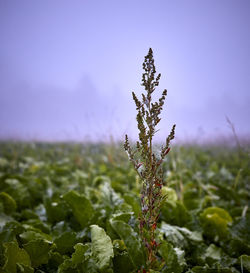 Close-up of fresh plant in field against sky