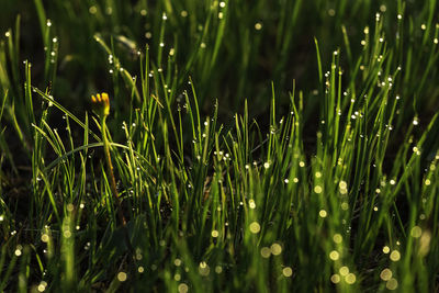 Full frame shot of wet grass on field in rodnei mountains 