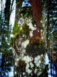 Low angle view of trees in the forest