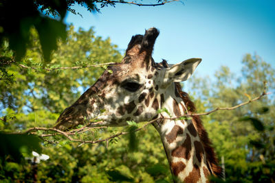 Low angle view of giraffe on tree