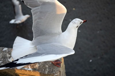 Close-up of seagull flying