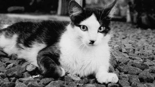 Portrait of cat sitting outdoors