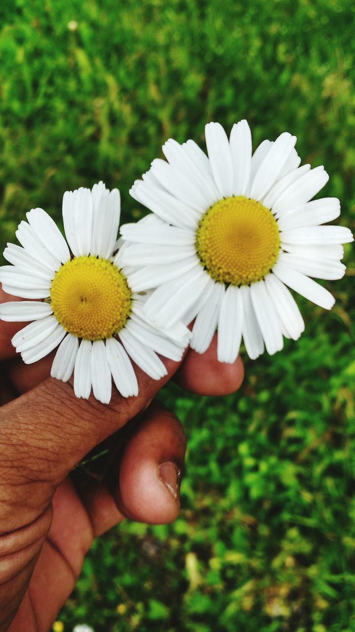 CLOSE-UP OF HAND HOLDING DAISY FLOWER