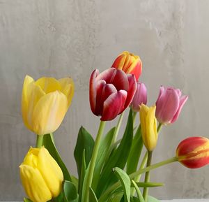 Close-up of tulips