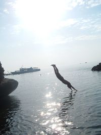 Swan flying over sea against sky