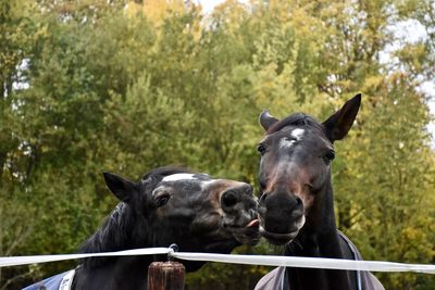 Horses in ranch