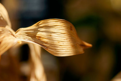 Close-up of shell on plant