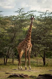 Giraffe standing on grass against sky