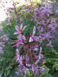 Close-up of purple flowers blooming outdoors