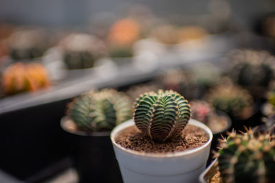 Close-up of potted cactus plant in pot