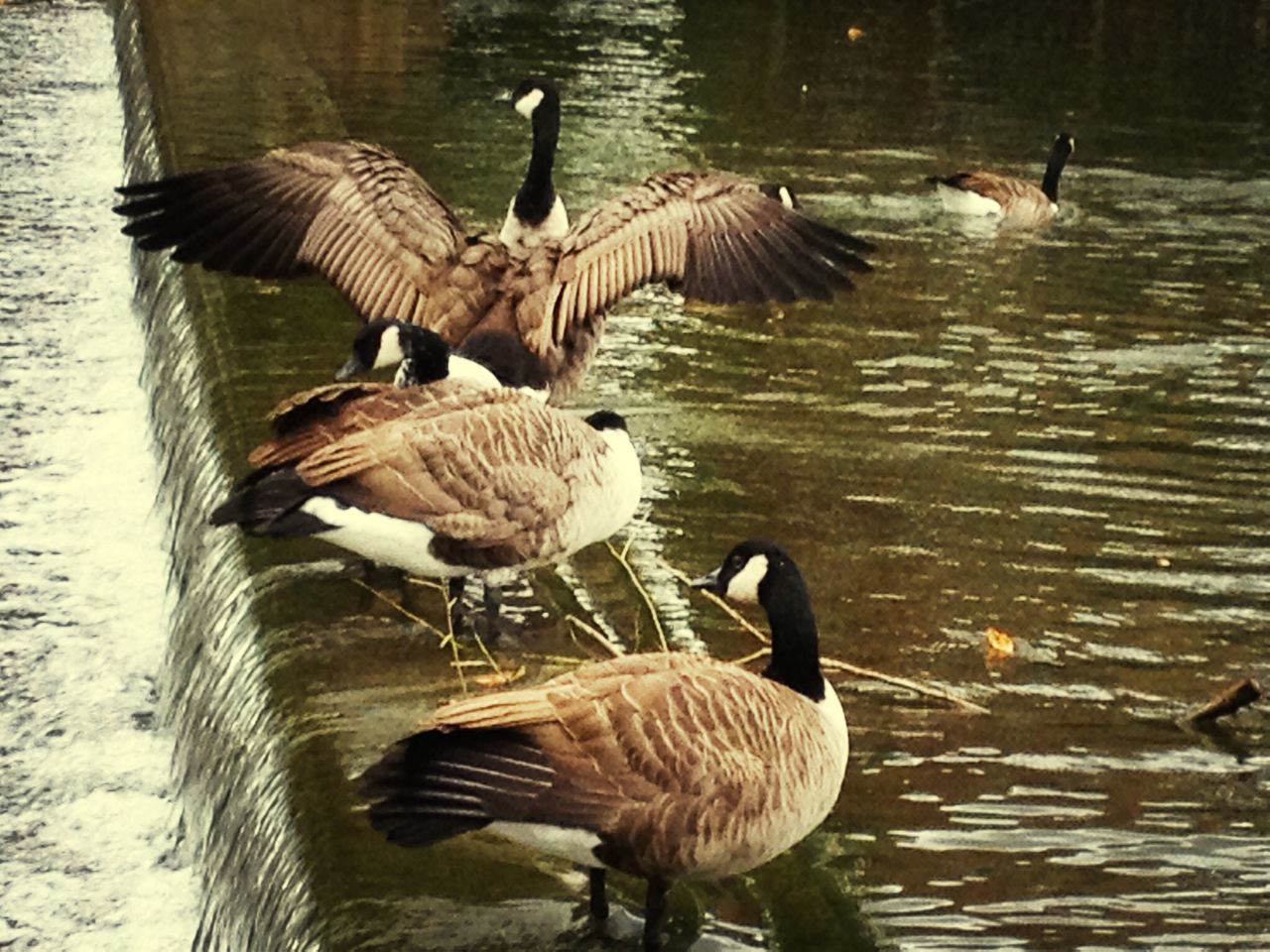 animal themes, bird, animals in the wild, wildlife, water, lake, duck, togetherness, mallard duck, canada goose, goose, two animals, reflection, animal family, nature, medium group of animals, lakeshore, waterfront, water bird, rippled