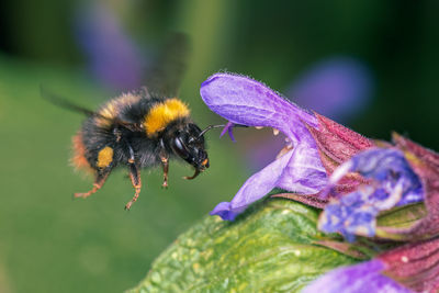 Close-up of bee on purple flower