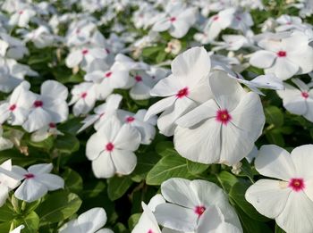 Close-up of white flowering plants