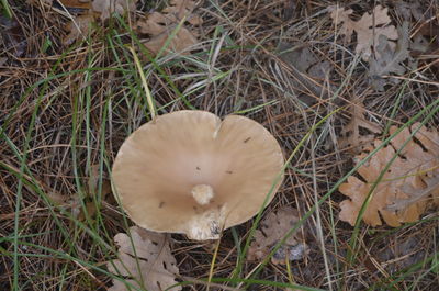 High angle view of mushroom growing on field