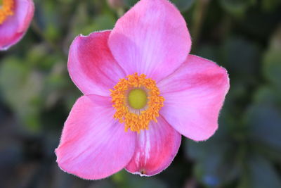 Close-up of pink flower