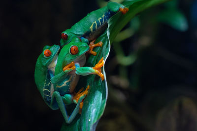Red-eyed tree frog, agalychnis callidryas