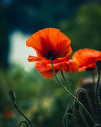 Close-up of orange poppy