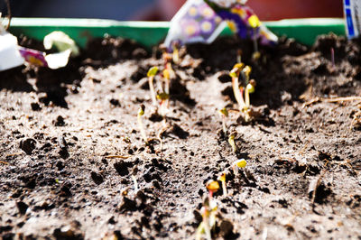 Close-up of plant growing on field