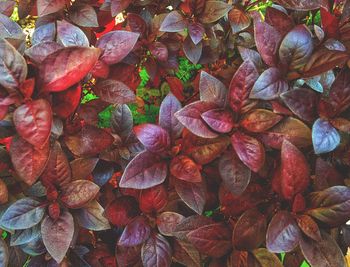 Full frame shot of autumn leaves