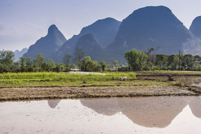 Scenic view of agricultural field against sky