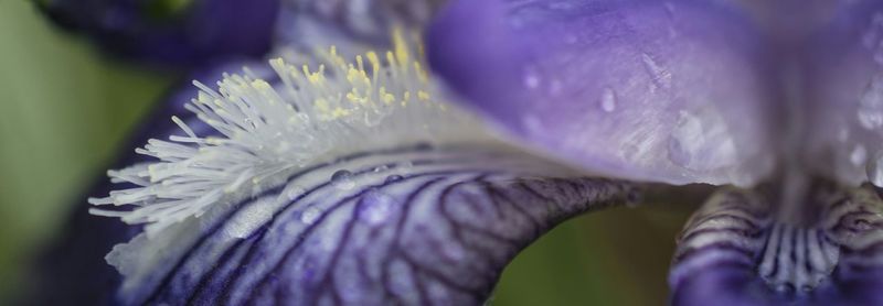 Close-up of flower against blurred background