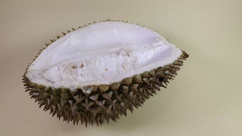 Close-up of shell on white background