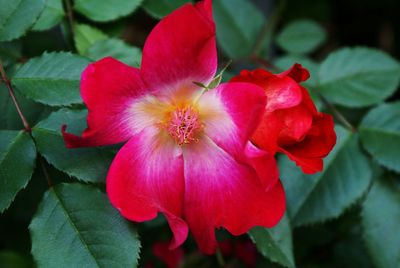 Close-up of pink flower blooming outdoors