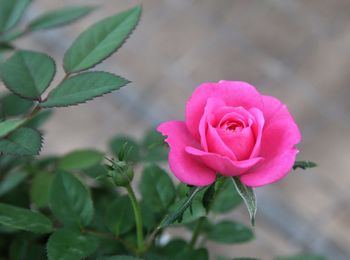 Close-up of pink rose