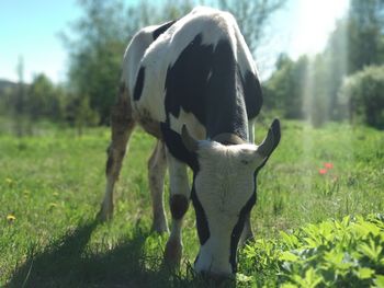 Horse grazing in a field