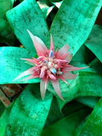 Close-up of flower