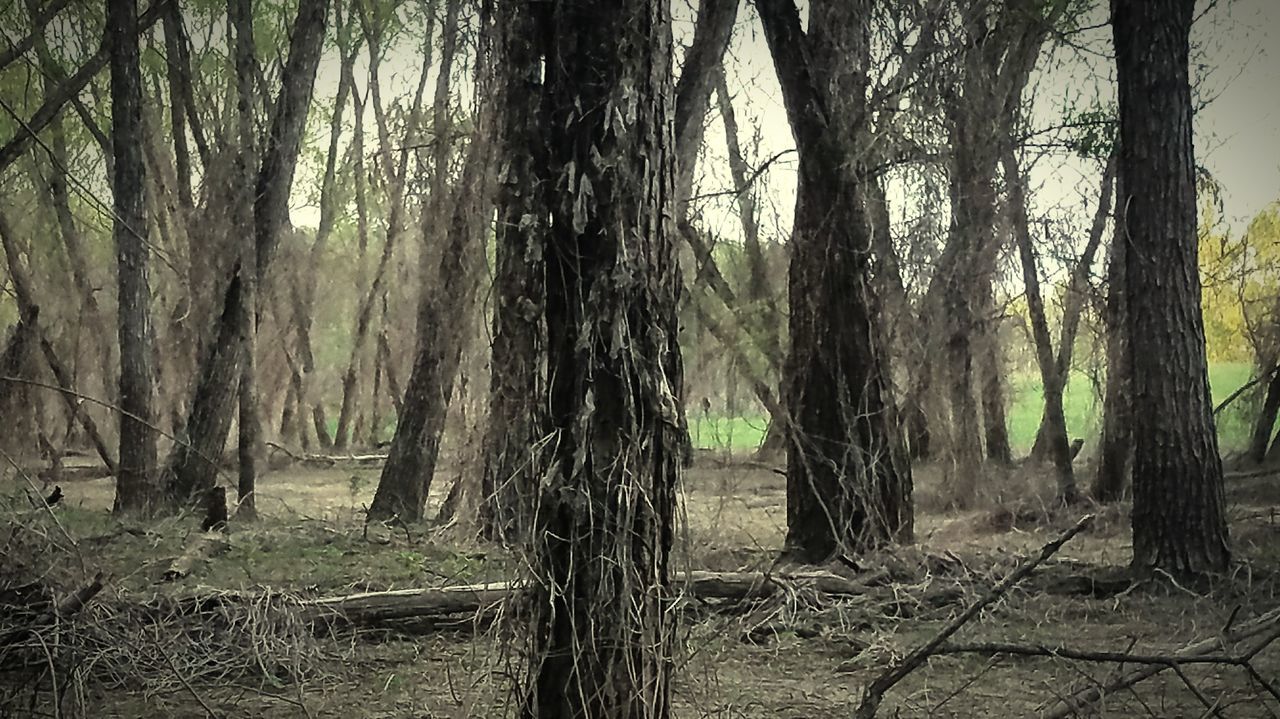 TREES ON LANDSCAPE