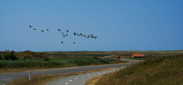 Birds flying over road against clear blue sky