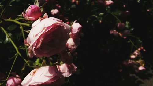 Close-up of pink roses blooming outdoors