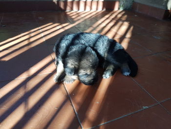 High angle view of dog sleeping on floor