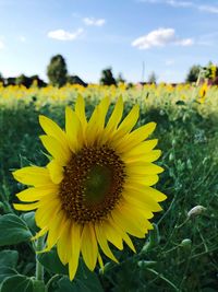 Close-up of yellow sunflower on field against sky