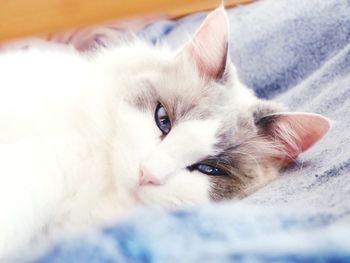 Close-up portrait of a cat