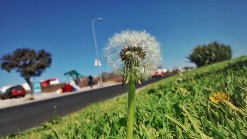 Flower trees against clear blue sky