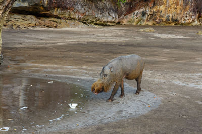 Bearded pig walking along the beach near the sea