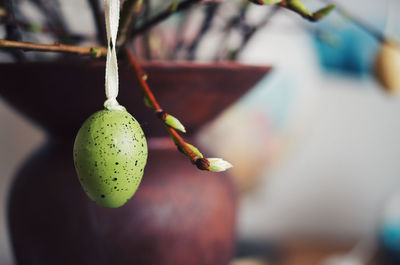 Close-up of fruit growing on tree