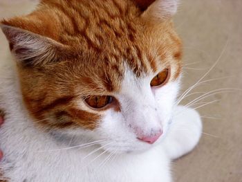 Close-up portrait of ginger cat