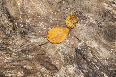 High angle view of dry leaf on rock