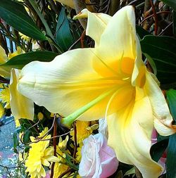 Close-up of yellow flower blooming outdoors