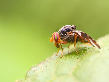 Close-up of insect on flower