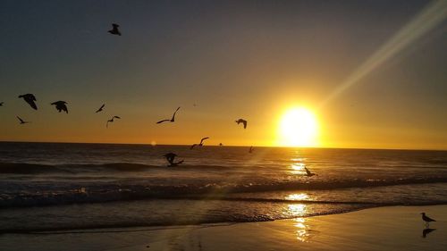 Silhouette birds flying over beach against sky during sunset