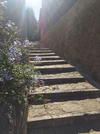 Steps amidst trees